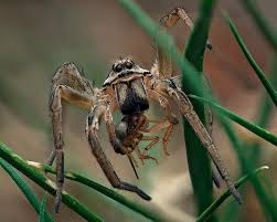 Attēlu rezultāti vaicājumam “Lycosidae”