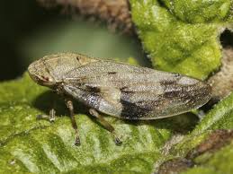 Attēlu rezultāti vaicājumam “Aphrophora alni”