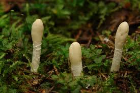 Attēlu rezultāti vaicājumam “Podostroma leucopus”