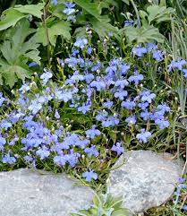 Image result for Lobelia erinus