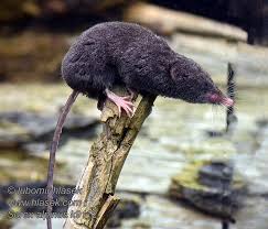 Attēlu rezultāti vaicājumam “Sorex sp.”