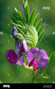 Attēlu rezultāti vaicājumam “Vicia angustifolia leaf”
