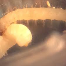 Attēlu rezultāti vaicājumam “Korynetes caeruleus”