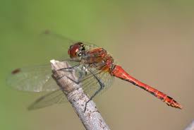 Attēlu rezultāti vaicājumam “Sympetrum sanguineum”