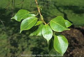 Attēlu rezultāti vaicājumam “Populus simonii leaf”