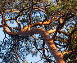 Attēlu rezultāti vaicājumam “Pinus sylvestris leaf”