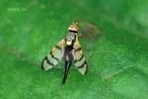 Attēlu rezultāti vaicājumam “Urophora jaceana”