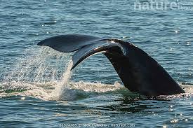 Image result for Eubalaena glacialis