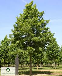 Attēlu rezultāti vaicājumam “Tilia platyphyllos Laciniata”