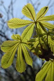 Attēlu rezultāti vaicājumam “Aesculus hippocastanum leaf”