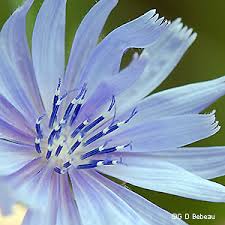 Attēlu rezultāti vaicājumam “Cichorium intybus flower”