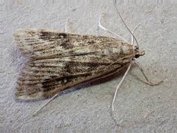 Attēlu rezultāti vaicājumam “Parapoynx stratiotata female”