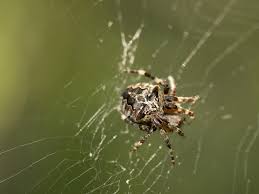 Attēlu rezultāti vaicājumam “Araneus angulatus”