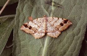 Attēlu rezultāti vaicājumam “Macaria signaria”