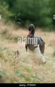 Attēlu rezultāti vaicājumam “Ciconia nigra adult”