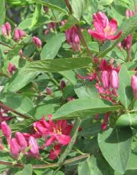 Attēlu rezultāti vaicājumam “Lonicera tatarica bud”