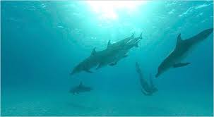 Image result for japan dolphin slaughter