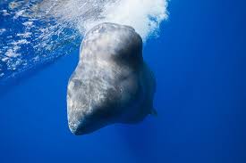Image result for Physeter macrocephalus