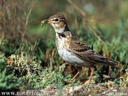 Image result for Melanocorypha calandra