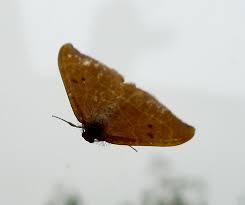 Attēlu rezultāti vaicājumam “Watsonalla binaria”