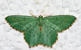 Attēlu rezultāti vaicājumam “Hemithea aestivaria”