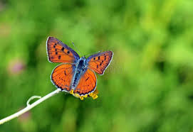 Attēlu rezultāti vaicājumam “Lycaena alciphron male”
