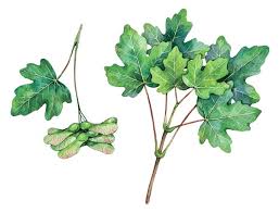 Attēlu rezultāti vaicājumam “Acer campestre fruit”