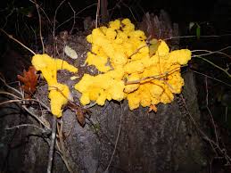 Attēlu rezultāti vaicājumam “Fuligo luteonitens spores”