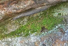 Attēlu rezultāti vaicājumam “Pohlia wahlenbergii var. calcarea”