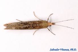 Attēlu rezultāti vaicājumam “Plutellidae”