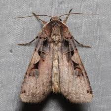 Attēlu rezultāti vaicājumam “Xestia c-nigrum”