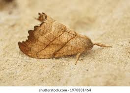 Attēlu rezultāti vaicājumam “Falcaria lacertinaria”