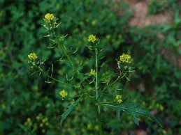 Attēlu rezultāti vaicājumam “Rorippa sylvestris leaf”