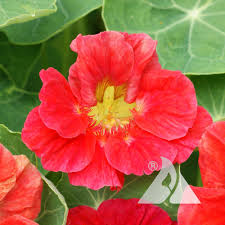 Attēlu rezultāti vaicājumam “Tropaeolum majus flower”