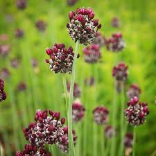 Attēlu rezultāti vaicājumam “Allium scorodoprasum flower”