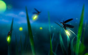 Image result for Fireflys Badminton Club