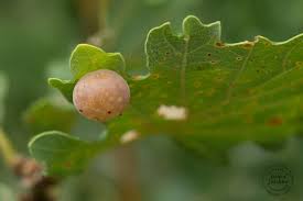 Attēlu rezultāti vaicājumam “Cynips quercusfolii”