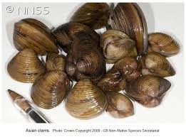 Image result for Clams