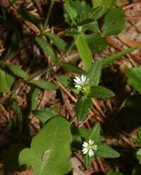 Attēlu rezultāti vaicājumam “Stellaria media flower”