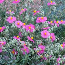 Attēlu rezultāti vaicājumam “Helianthemum nummularium”