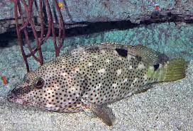 Image result for Epinephelus adscensionis