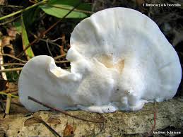 Attēlu rezultāti vaicājumam “Climacocystis borealis”