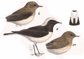 Image result for Oenanthe pleschanka