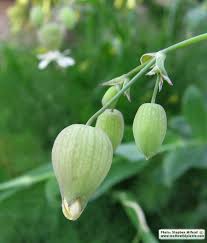 Attēlu rezultāti vaicājumam “Silene viscaria bud”