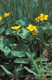 Attēlu rezultāti vaicājumam “Caltha palustris”