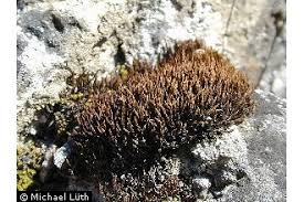 Attēlu rezultāti vaicājumam “Didymodon rigidulus”