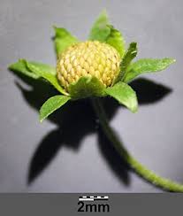 Attēlu rezultāti vaicājumam “Potentilla supina leaf”