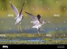 Attēlu rezultāti vaicājumam “Tringa glareola adult”