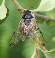 Attēlu rezultāti vaicājumam “Cimbicidae”