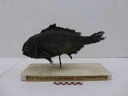 Image result for Schedophilus ovalis